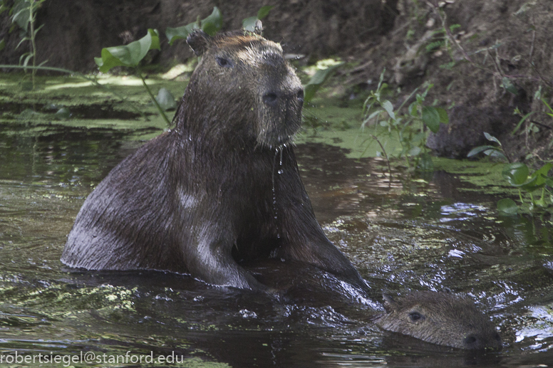 capybara